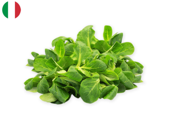 Lamb's Lettuce from Portugal