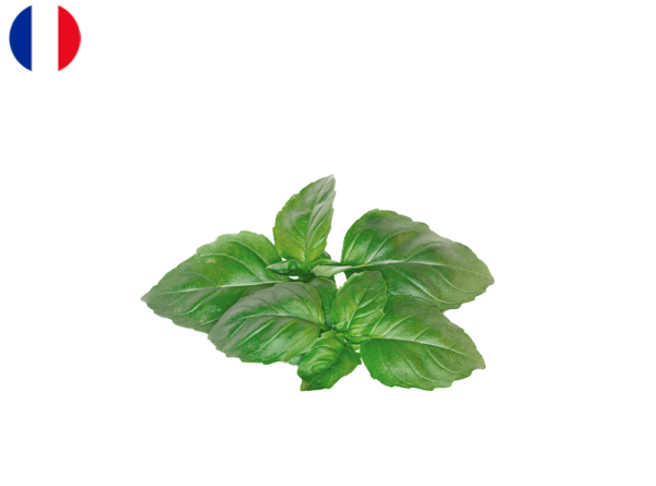 Basil, Fresh from France