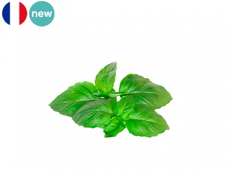 Basil_Fresh_from_France_FBASI02