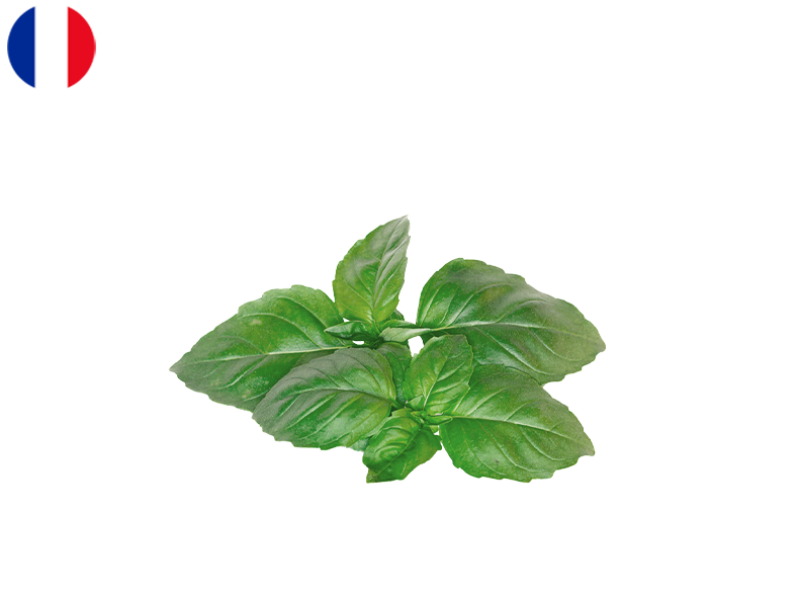 Basil_Fresh_from_France_FBASI02