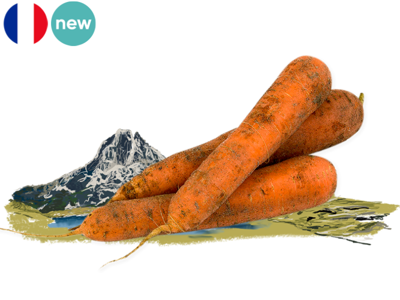 CARROT_SAND_FCARR06