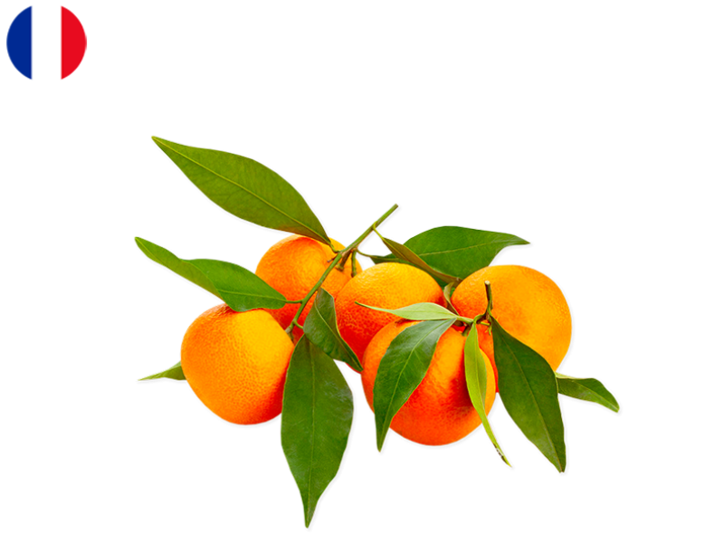 Corsican_clementines_FCLEM01