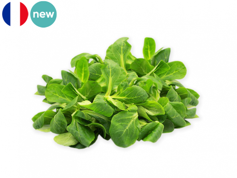 Lamb's_Lettuce_Frace_FLAMB01