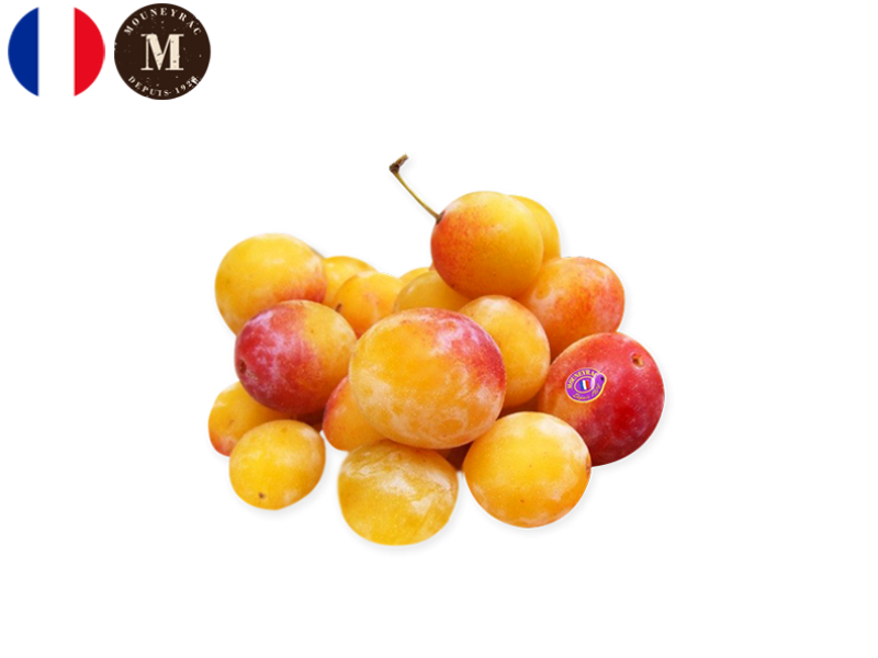 Plum_Mirabelle_France_Mouneyrac_FPLUM24