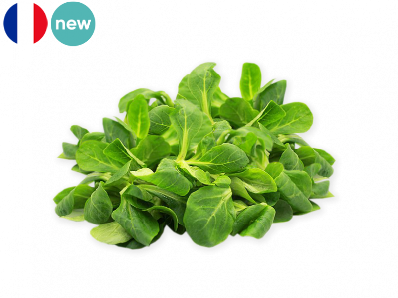 Lamb's_Lettuce_Frace_FLAMB01